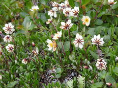 Dryas integrifolia sylvatica