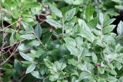 Vaccinium myrtilloides