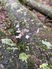 Pleurotus pulmonarius