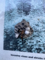 Polistes exclamans