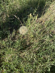 Tragopogon pratensis