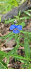 Commelina dianthifolia