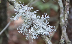 Pseudevernia consocians