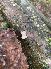 Pleurotus pulmonarius