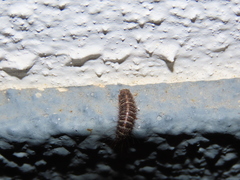 Dermestes
