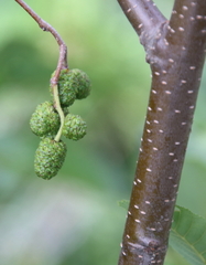 Alnus alnobetula
