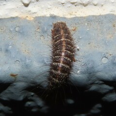 Dermestes
