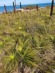 Xanthorrhoea