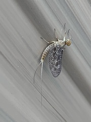 Callibaetis pictus