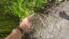 Polygonum ramosissimum