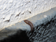 Dermestes