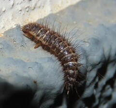 Dermestes