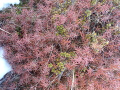 Dracophyllum recurvum