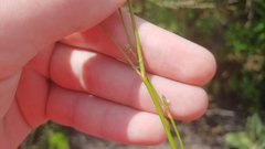 Polygonum ramosissimum