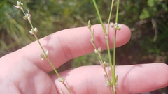Polygonum ramosissimum