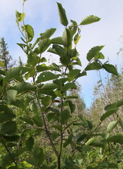 Alnus alnobetula