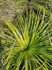 Xanthorrhoea