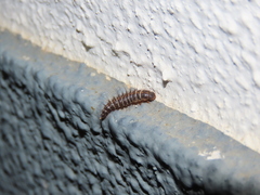 Dermestes