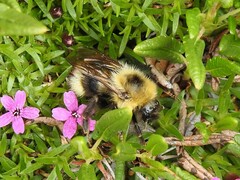 Bombus flavidus flavidus