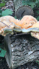 Laetiporus cincinnatus