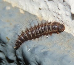 Dermestes
