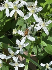 Apis mellifera