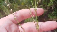Polygonum ramosissimum