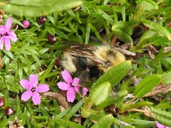 Bombus flavidus flavidus