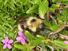 Bombus flavidus flavidus