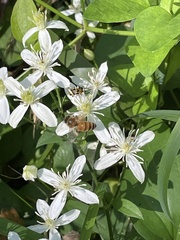 Apis mellifera