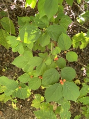 Symplocos paniculata