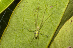 Tetragnatha rubriventris
