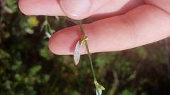 Polygonum ramosissimum