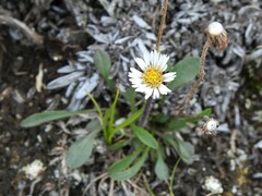 Erigeron humilis
