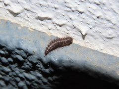 Dermestes