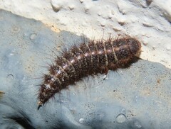 Dermestes