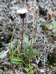 Erigeron humilis