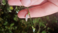 Polygonum ramosissimum