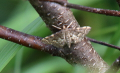 Anageshna primordialis