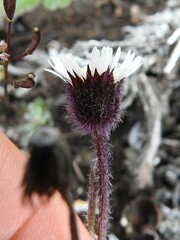 Erigeron humilis