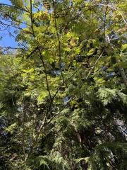 Sorbus aucuparia