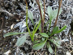 Erigeron humilis