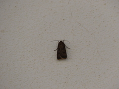 Agrotis trux