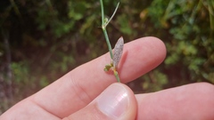 Polygonum ramosissimum