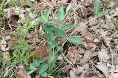 Lonicera periclymenum