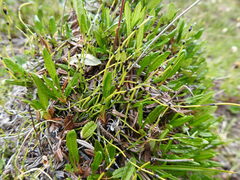 Equisetum scirpoides