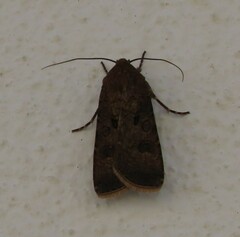 Agrotis trux