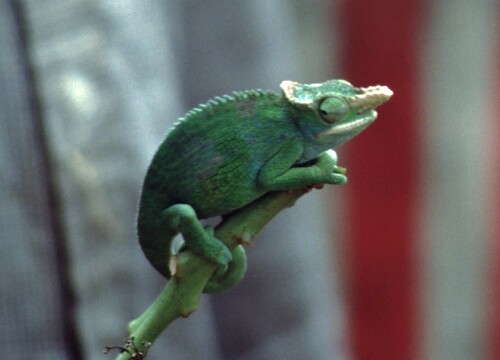 Kinyongia multituberculata