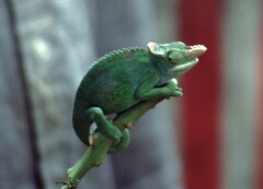 Kinyongia multituberculata