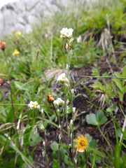 Draba cana